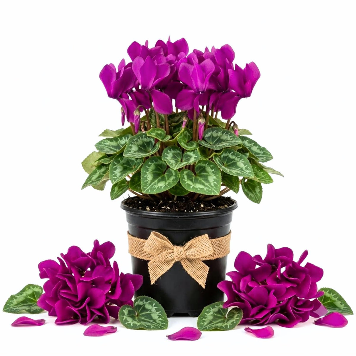 Purple Cyclamen Plant Live, Flowering Houseplant, 4" Pot