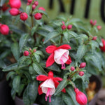 Pack 4 Fuchsia Plants Live, Red White Flower Plant, 4 to 6 Inches Tall, Fuchsia Live Plants 4 Inc Potted