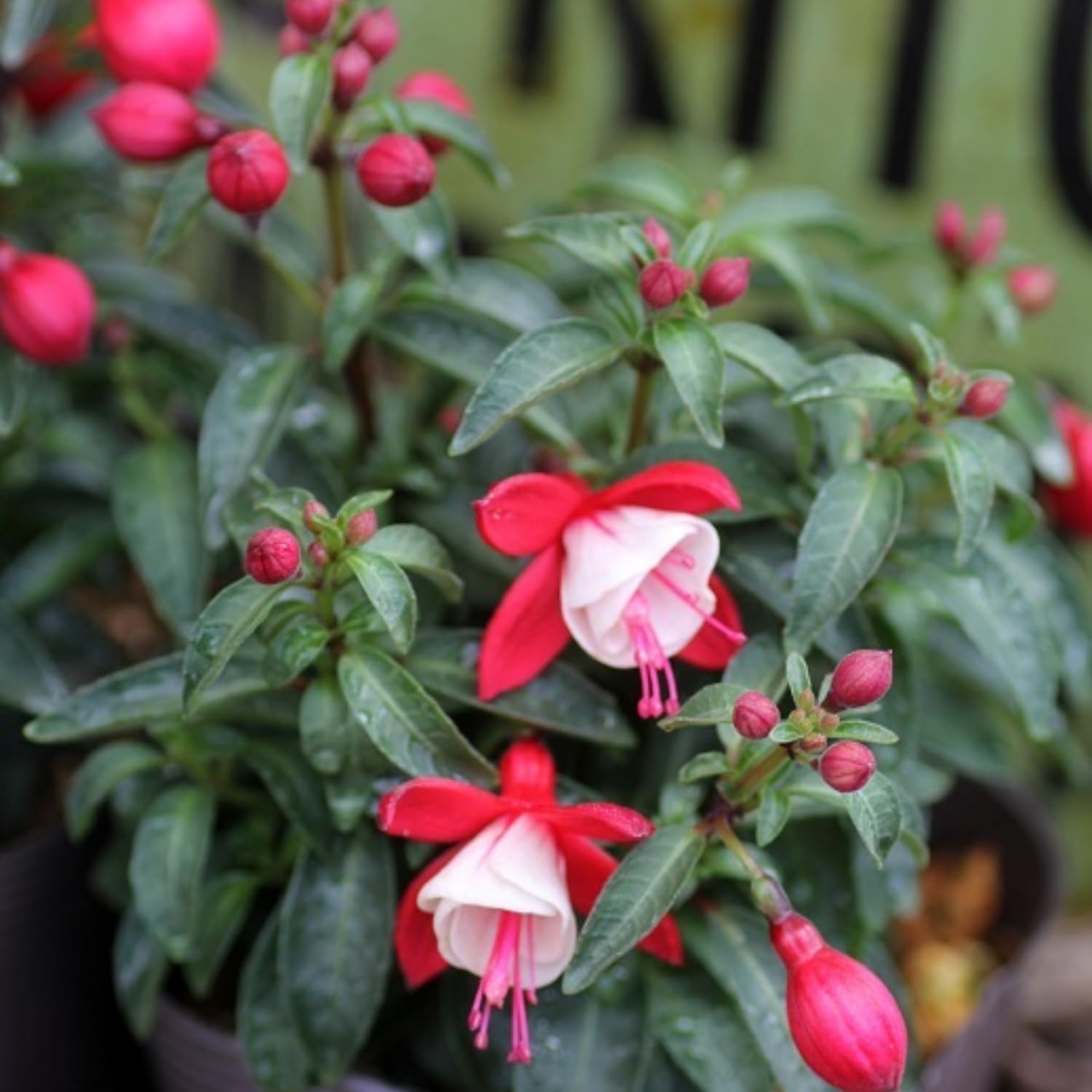 Pack 4 Fuchsia Plants Live, Red White Flower Plant, 4 to 6 Inches Tall, Fuchsia Live Plants 4 Inc Potted