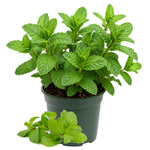 Mint Herb Plant Live, Well Rooted Mint Plants for Growing Indoor Outdoor 4-7 Inches - Spearmint