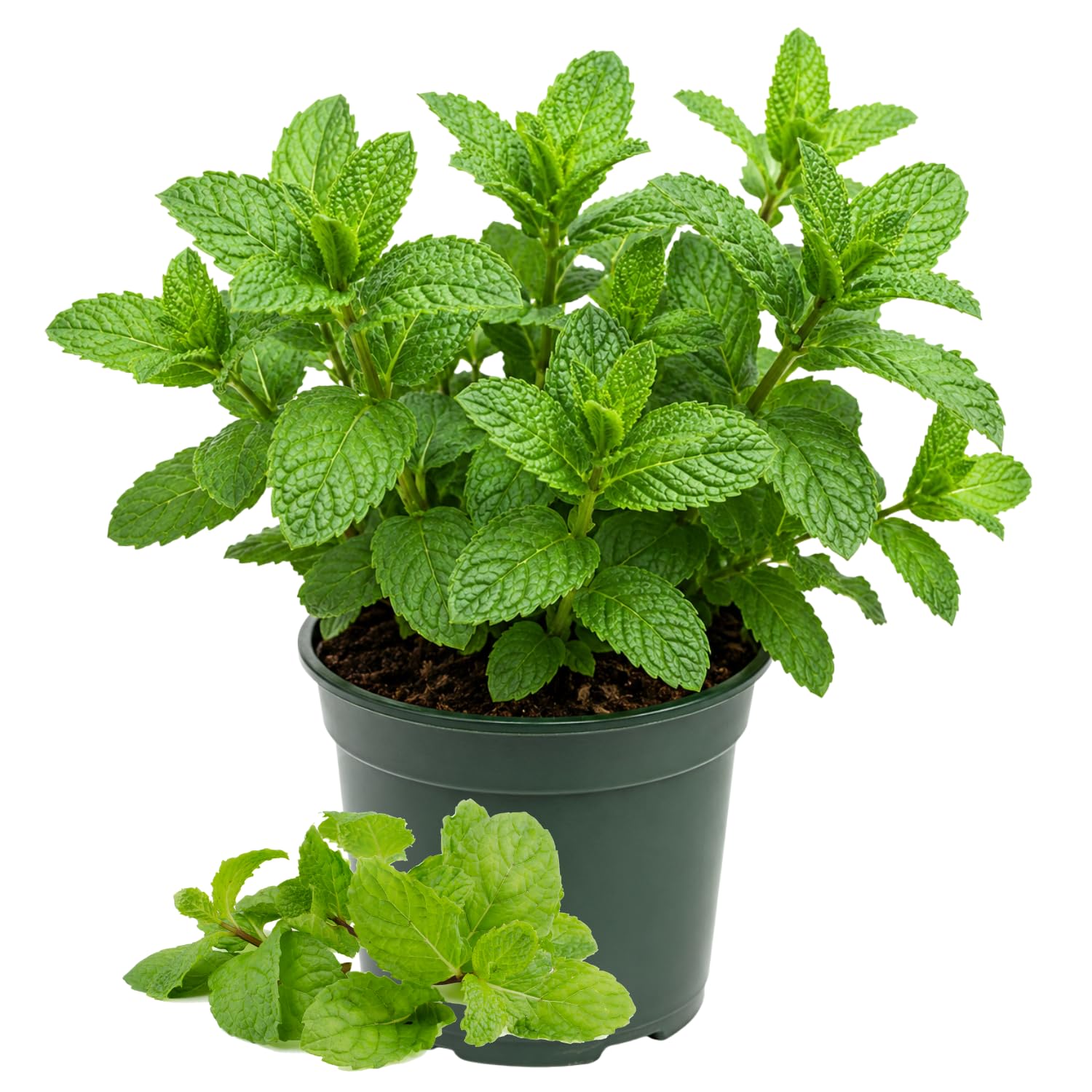 Mint Herb Plant Live, Well Rooted Mint Plants for Growing Indoor Outdoor 4-7 Inches - Spearmint
