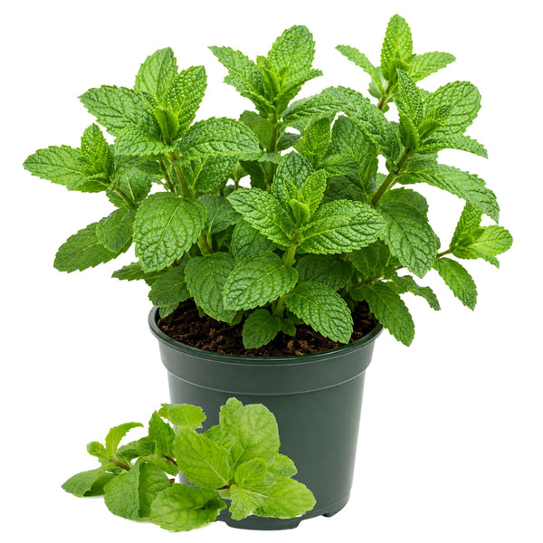 Mint Herb Plant Live, Well Rooted Mint Plants for Growing Indoor Outdoor 4-7 Inches - Spearmint