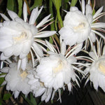 Night Blooming Epiphyllum Oxypetalum Plant Live, 4 to 6 Inc Tall, Succulents Plant Live