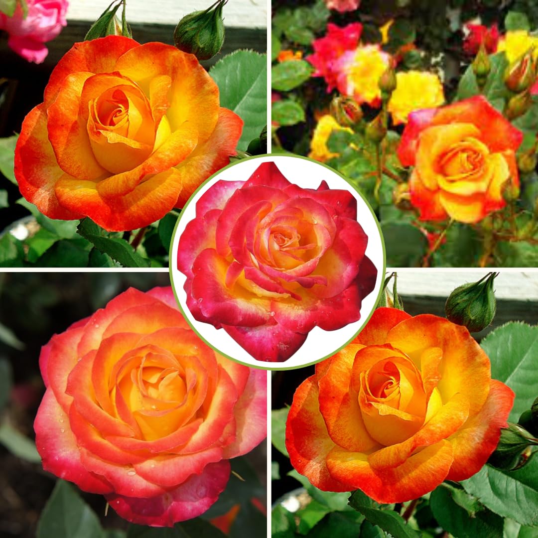 Rose Plant Live, Roses Bush for Outdoor Garden, 5-10 Inch Tall, Ornamental Flowering Shrub with Fragrant Blooms, Ready to Plant (Orange Moment Rose)