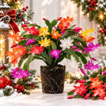 2PPP Random Christmas Cactus Live Plant, Holiday Flowering, 3 Inches Pot