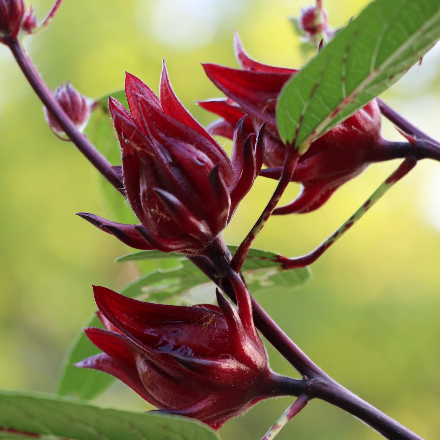 Live Roselle Plant in Half Gallon Pot, Flowering Edible Hibiscus Shrub, Well Rooted Hibiscus Sabdariffa for Garden and Container