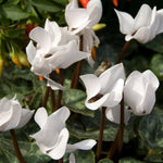 Random Cyclamen Plant Live, Flowering Houseplant, 4" Pot
