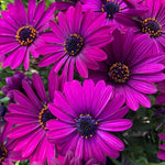 Osteospermum Flower Plants Live, Purple Daisy Plant 4 Inc Pot, 4 Small Plant, Purple Osteospermum Plants Live Pot, Perennial Flower Garden Outdoor Planting Indoor