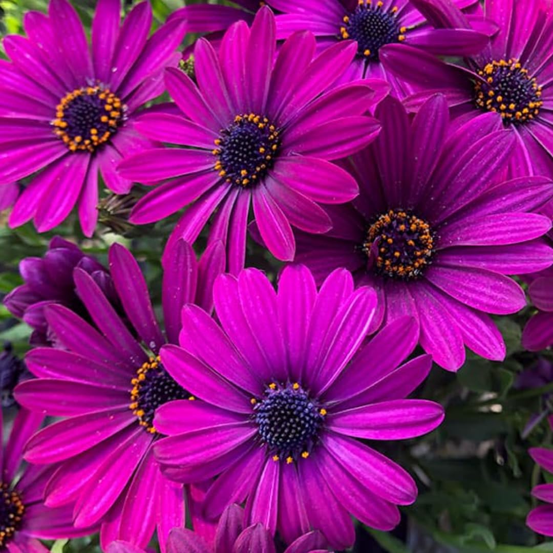 Osteospermum Flower Plants Live, Purple Daisy Plant 4 Inc Pot, 4 Small Plant, Purple Osteospermum Plants Live Pot, Perennial Flower Garden Outdoor Planting Indoor