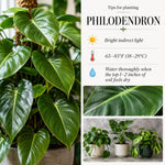 Variegated Philodendron Live Plant, Rare Indoor Houseplant Live Well Rooted 5-7 Inches, Container Growing, Home Office Decor (Pink Philodendron)