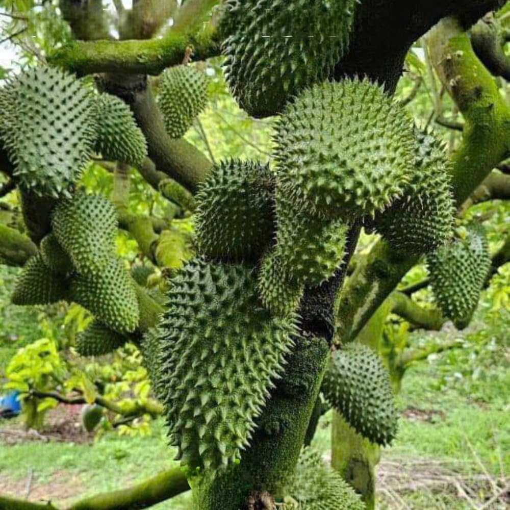 Soursop Annona Tree Live Plant, Starter Size 5”-10” Seedling No Pot, Hardy, Tropical Flavor