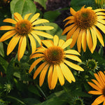 Combo 6 Echinacea Plants Roots, Yellow Coneflower Plant Live Indoor, 5 to 6 Inc Tall, Echinacea Flower Plant Gardening