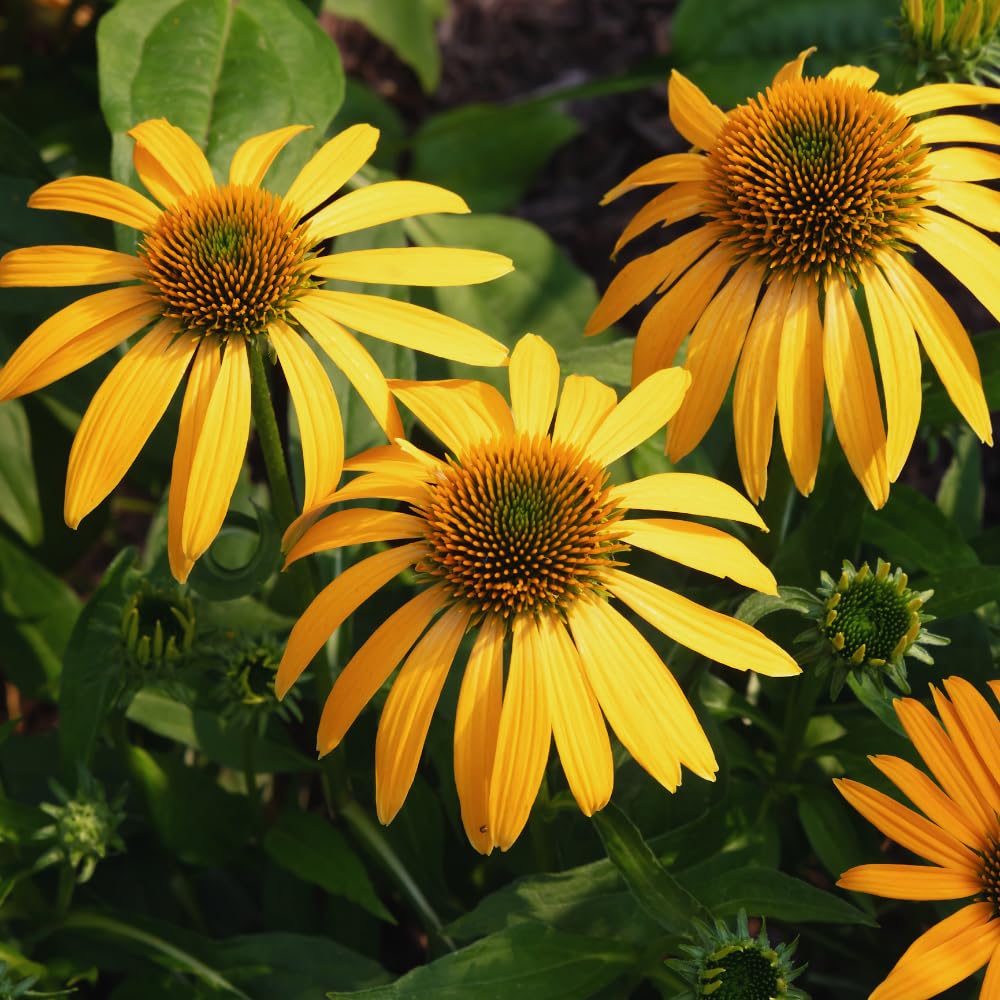 Combo 6 Echinacea Plants Roots, Yellow Coneflower Plant Live Indoor, 5 to 6 Inc Tall, Echinacea Flower Plant Gardening