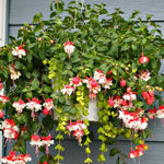 Set 2 of Fuchsia Plants Live, Red White Flower Plant, 3 to 5 Inches Tall Live Plant, Fuchsia Plant Pot for Growing Outdoors 4 Inc Potted