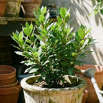 Pack 2 Sweet Bay Laurel Trees, Laurus Nobilis Plants, Bay Leaf Tree Live Plant, 4 to 9 Inches