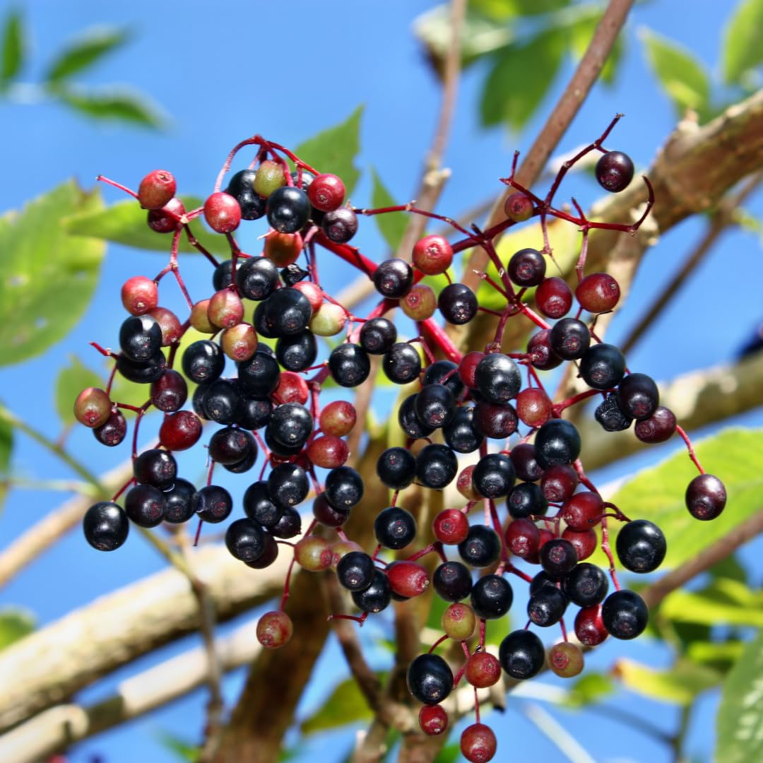 Set of 10 Elderberry Cuttings Plant, Elderberry Fruit Plant, Black Elderberries, 6-8 Inches Long, Ready to Grow