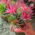 20 Red Tillandsia Air Plants Live Houseplants, Live Air Plants