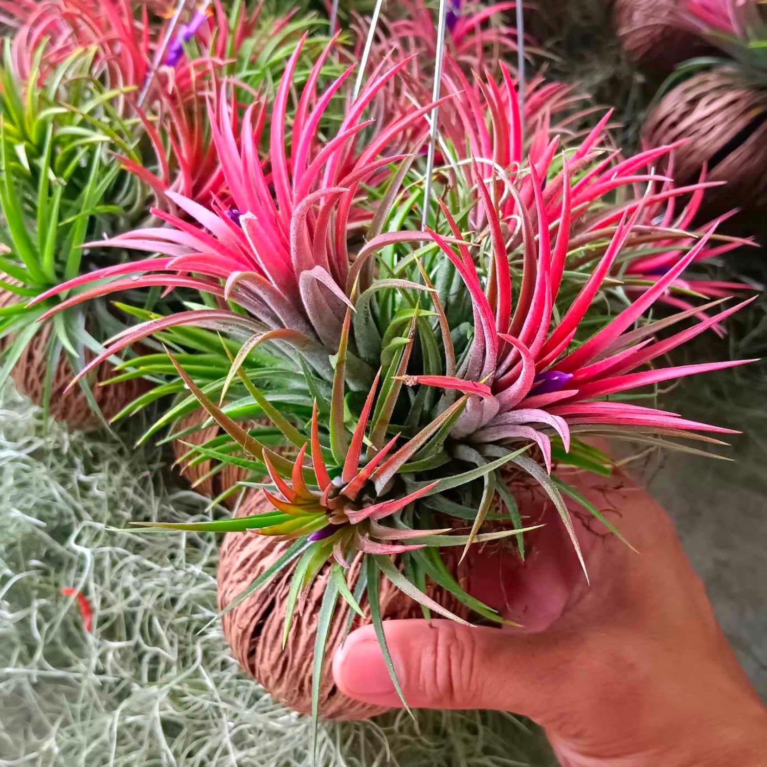 20 Red Tillandsia Air Plants Live Houseplants, Live Air Plants