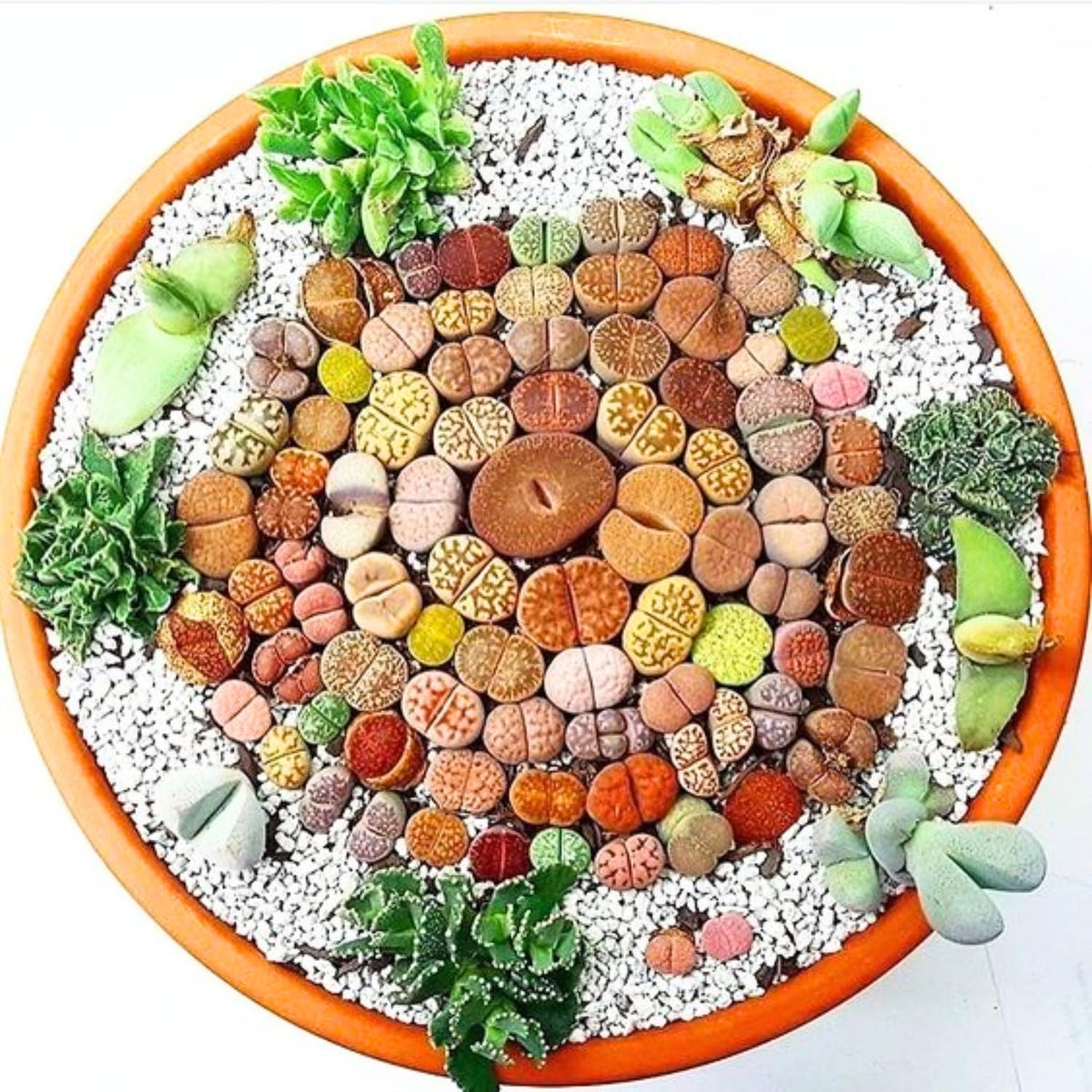 Pack 30 Lithops Succulents Plants Live, Multicolor Lithops Live Plants Indoor Outdoor, Lithops Houseplant for Decoration Home Garden