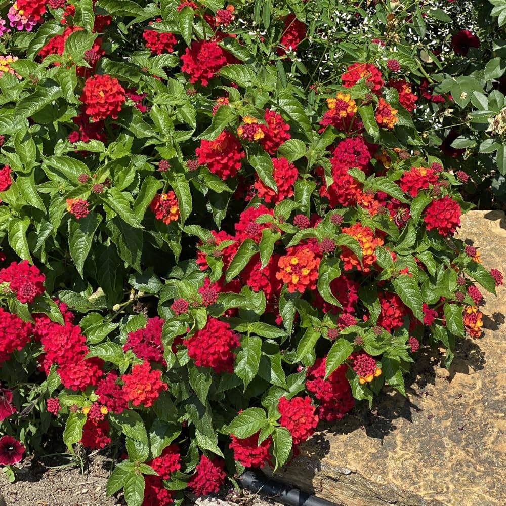 Set 4 Trailing Lantana Plants Live for Planting, Fragrant Lantana Live Plant to Grow Indoor Outdoor, Lantana Flowers Perennial, 4-8" Tall (Red Lantana)