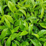 Camellia Sinensis Plant Live, Camellia Plant, Green Tea Tree Plants, Vibrant Flower Shrub, Well-Rooted for Garden Planting (4 Inches)