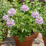 3 Citronella Plants, Live Citronella Geranium Plants 4-7 Inch, Perennial Fragrant Herbs, Container and Garden Planting