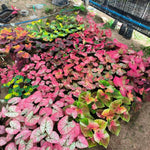 Set of 3 Caladium Plants Live, 4 to 6 Inc Tall, Caladium Flower Plants Garden, Caladium Plant Pot