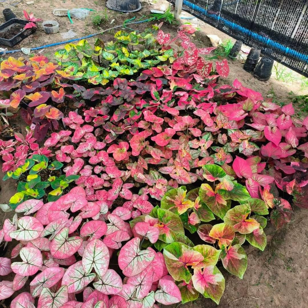 Set of 3 Caladium Plants Live, 4 to 6 Inc Tall, Caladium Flower Plants Garden, Caladium Plant Pot