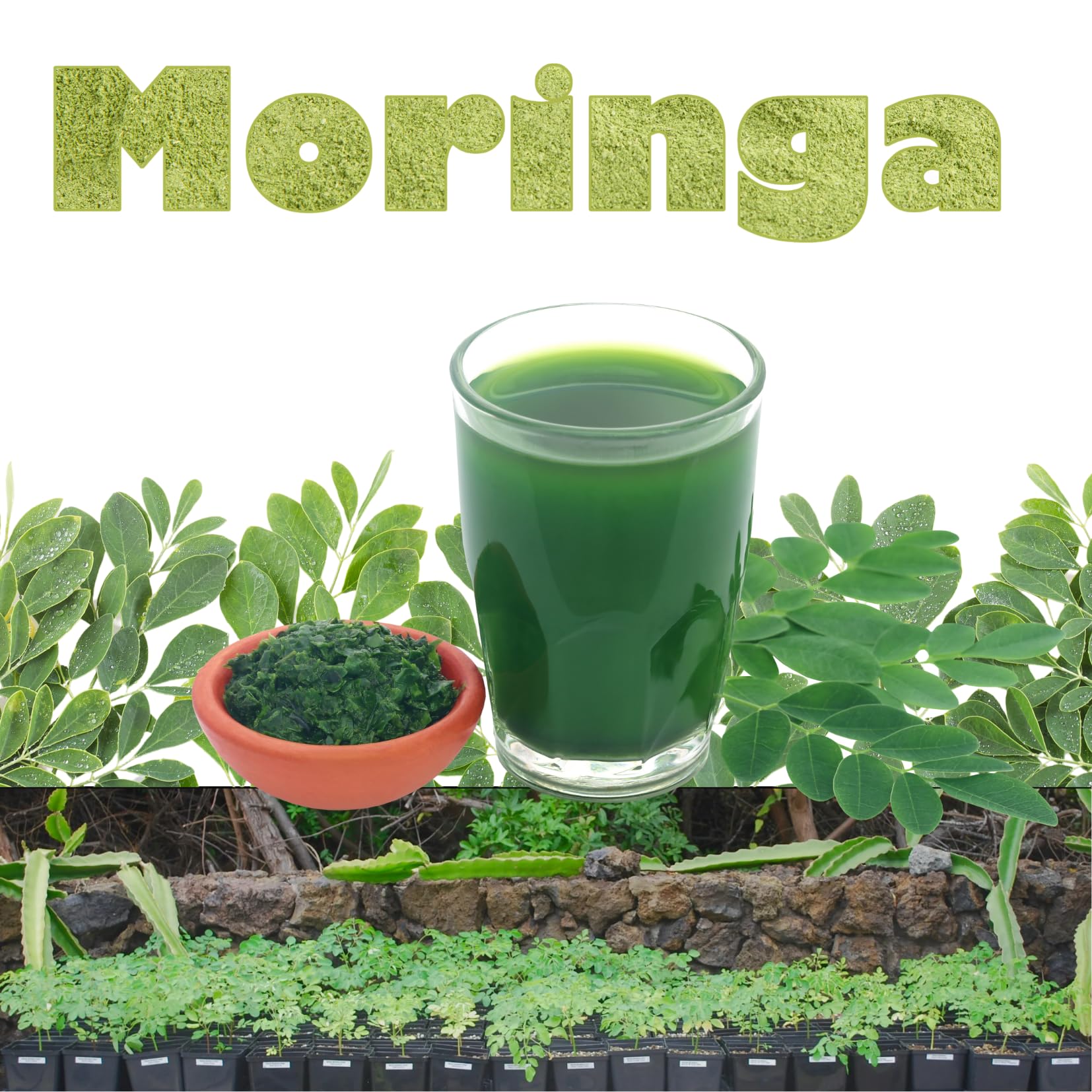 1 to 2 Moringa Plants Live Tree, 6 to 10" Moringa Oleifera Plant, Well Rooted, Cold Hardy, Spring Planting Drumstick Horseradish Tree