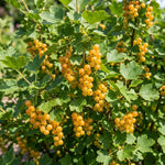 Golden Currant Bush Live Plant, 1 Year Bare Root, Golden Currant Berry Plant Live, 6-12 Inches, Well Rooted Starter Plant