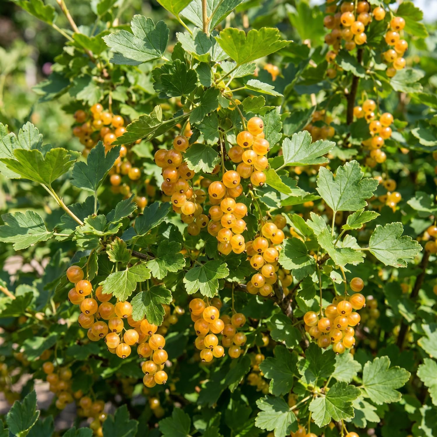 Golden Currant Bush Live Plant, 1 Year Bare Root, Golden Currant Berry Plant Live, 6-12 Inches, Well Rooted Starter Plant