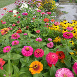 3 Assorted Zinnia Plant Live, Orange Red Zinnia Flower Plant from 3 to 5 Inc Tall Growing Outdoor Garden