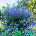 2 Blue Chaste Vitex Trees Live Plants, Texas Lilac Tree Well-Rooted 5–9 Inch in Tall, No Pot, Fragrant Purple Blue Spring Blooms