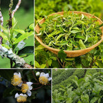 Camellia Sinensis Plant Live, Camellia Plant, Green Tea Tree Plants, Vibrant Flower Shrub, Well-Rooted for Garden Planting (4 Inches)