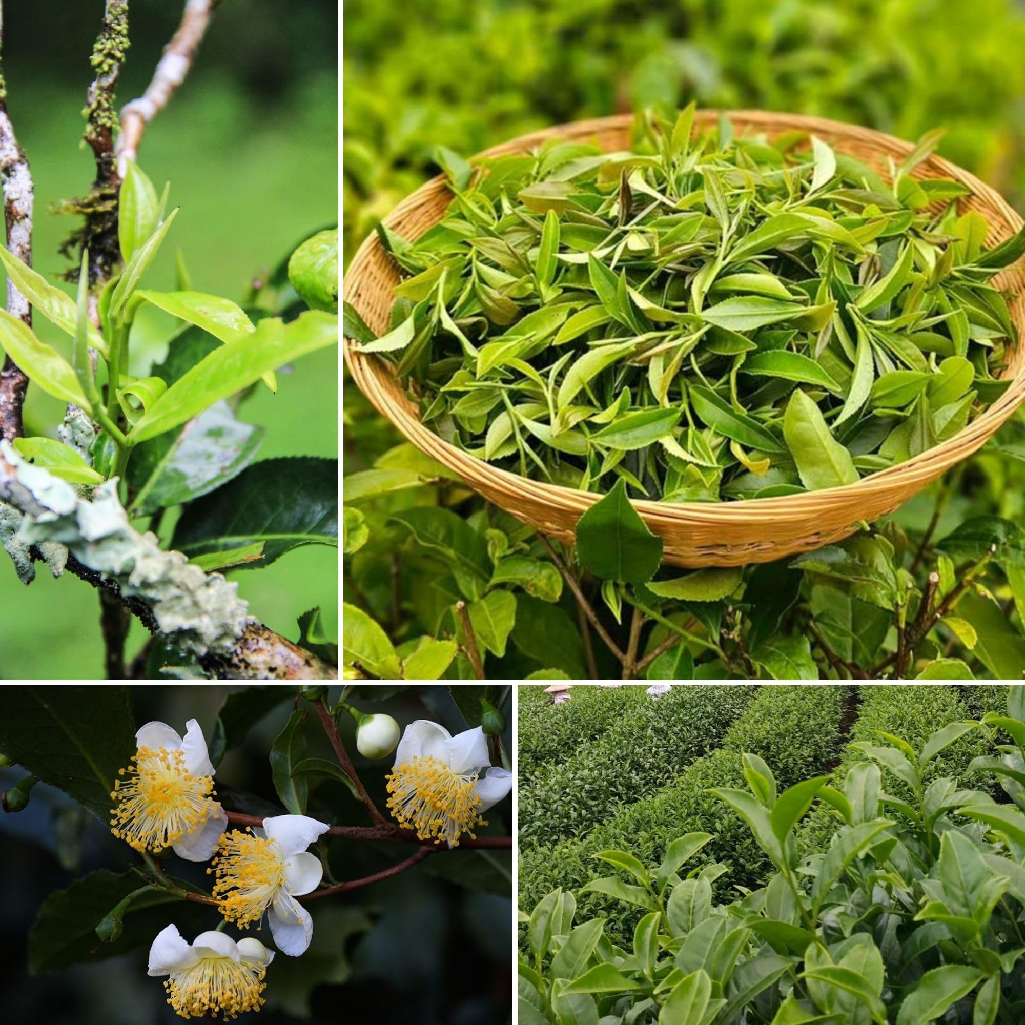 Camellia Sinensis Plant Live, Camellia Plant, Green Tea Tree Plants, Vibrant Flower Shrub, Well-Rooted for Garden Planting (4 Inches)
