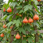 2 Orange Abutilon Plants 4-8" Tall, Trailing Lantern Flowering Vine for Patio, Containers and Outdoor, Hardy Bell Shaped Flowers Shrubs