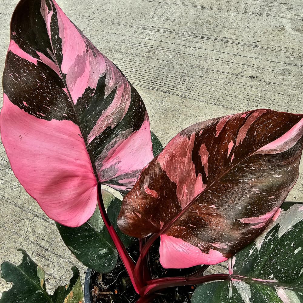 Philodendron Plant Live, Variegated Philodendrons, Tropical Houseplant Well Rooted 4-8 Inches (Pink Philodendron)