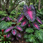 Rare Red Black Colocasia Live Plant, 5 to 8" in Tall, Taro Elephant Ear Alocasia Esculenta Live Plant for Planting, Live Colocasia Houseplant