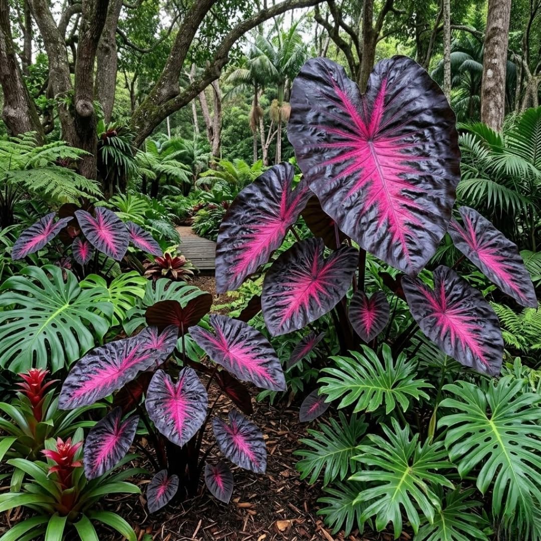 Combo 2 Black Red Colocasia Live Plants, 5 to 8" in Tall, Elephant Ear Esculenta Taro Alocasia Live Plant for Planting, Live House Plant Colocasia