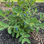 Blue Honeyberry Live Plant, Haskap Honey Berry Plant, 6-8 Inches Tall, Edible Berries for Outdoor Growing