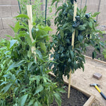 Set 4 Super Hot Peppers Live Plants, 90 Days Old Hot Pepper Chili Plant for Spring Planting, Assorted Color (Green Trident Pepper)