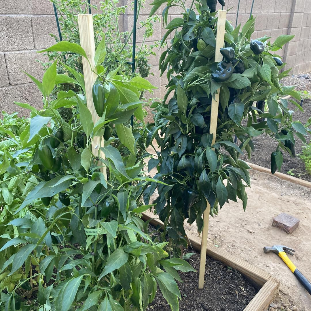 Set 4 Super Hot Peppers Live Plants, 90 Days Old Hot Pepper Chili Plant for Spring Planting, Assorted Color (Green Trident Pepper)