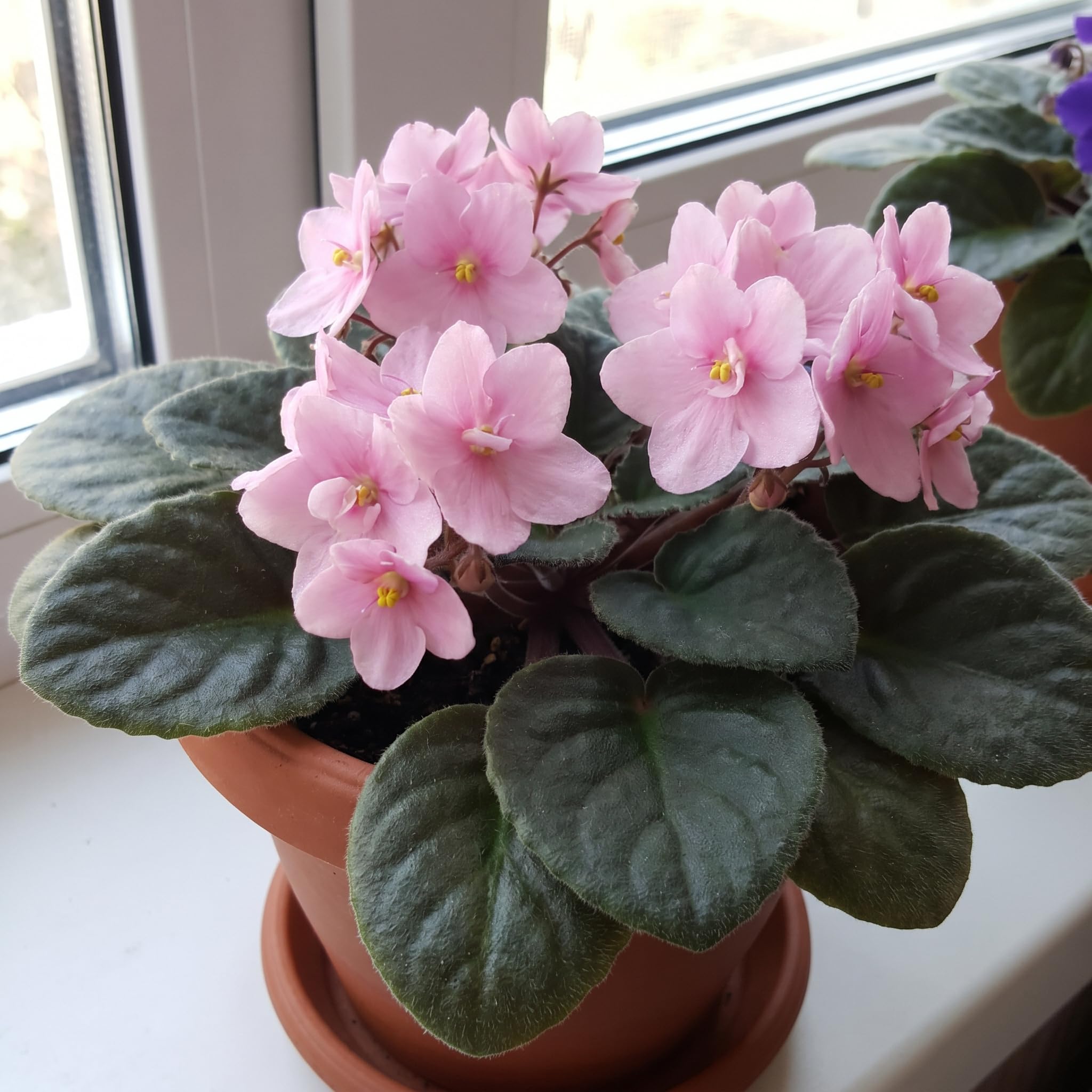 African Violet Plant Live in 4 Inch Pot, Indoor Flowering Houseplant, Compact Blooming Plant for Home or Office (Pink Blooms)