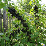 Black Currant Plant Live for Planting, Black Currant Berry Plant Live, 6-12'' Tall, Edible Berries for Planting