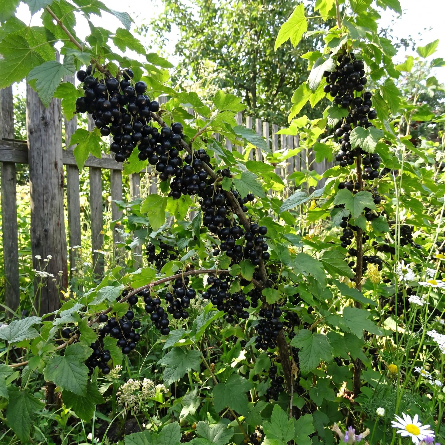 Black Currant Plant Live for Planting, Black Currant Berry Plant Live, 6-12'' Tall, Edible Berries for Planting