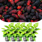 Mulberry Tree Live Plant, 5 to 8 Inch Tall, Sweet Mulberry Plant Live Seedling, No Pot, Edible Mulberries Fruit Tree Plant (Illinois Everbearing Mulberry)