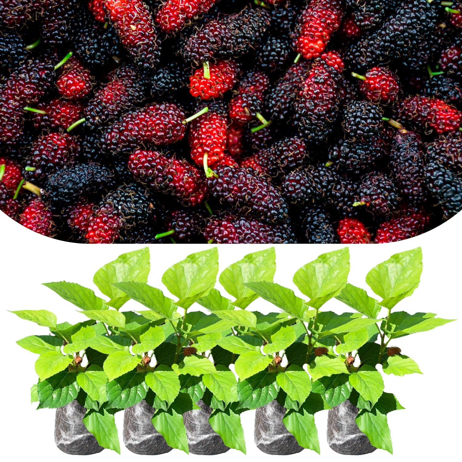 Mulberry Tree Live Plant, 5 to 8 Inch Tall, Sweet Mulberry Plant Live Seedling, No Pot, Edible Mulberries Fruit Tree Plant (Illinois Everbearing Mulberry)