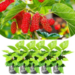 Set 2 Mulberry Trees Plants 5 to 8 Inch Height, Sweet Mulberry Plants Live for Planting, Mulberries Fruit to Grow Outdoor, No Pot (Red Mulberry)