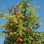 Pomegranate Tree Live Plant, 5–8" Tall Starter Seedling for Outdoor Planting