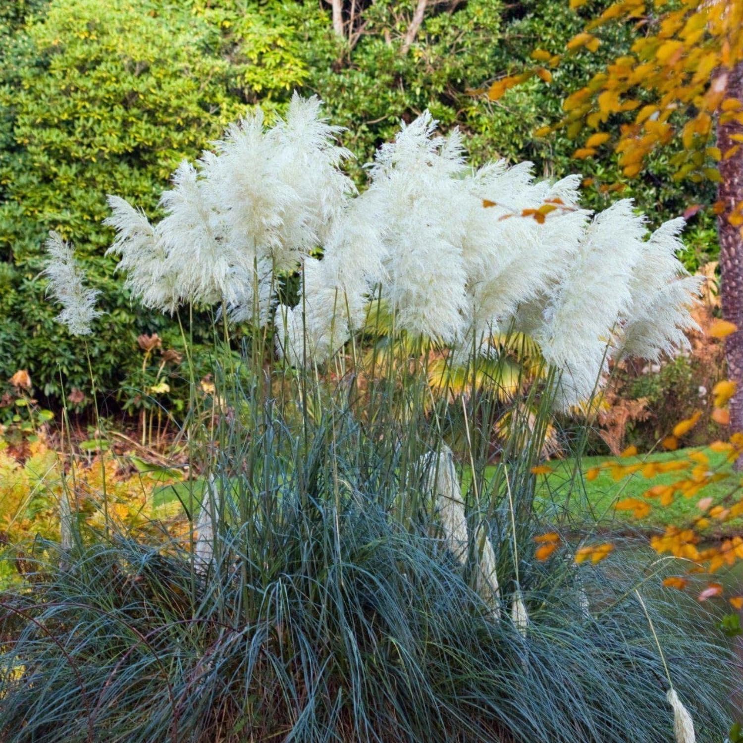 Set 2 Pampas Grass Plants Live Fully Rooted Pruned 5 to 9 Inches Tall, Ornamental Grasses Live Plants Perennial for Planting (Dwarf Blue)